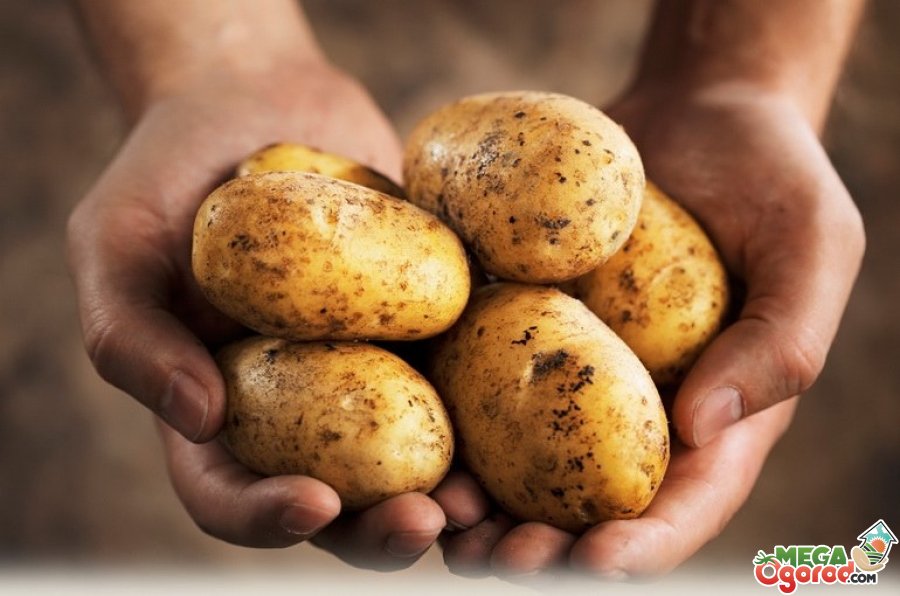 Как вырастить картошку: подготовительные работы, методы посадки идальнейший уход за картофелем